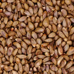 Semi di Cipresso