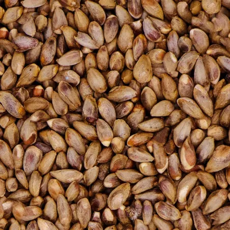Semi di Cipresso