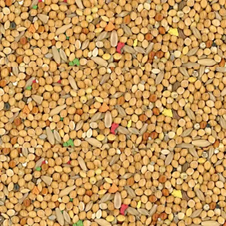 Cocorite Bisquit Manitoba