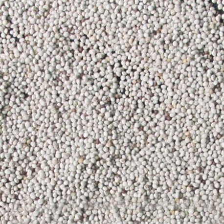 Semi di perilla bianca extra - Manitoba