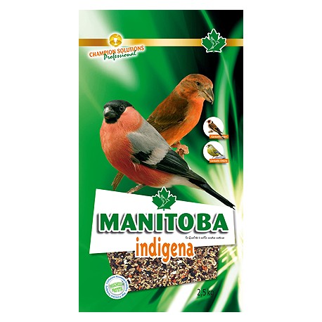 Indigena New Manitoba Ciuffolotto e Crociere