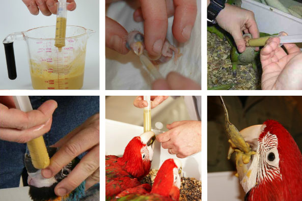Esempio di utilizzo ed imbecco di pappagalli con l'alimento Hari Tropican Hamd Feeding