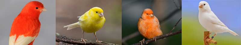Colorante per Canarini - I migliori coloranti per uccelli