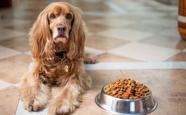 Crocchette per cani - Cibo secco per cane