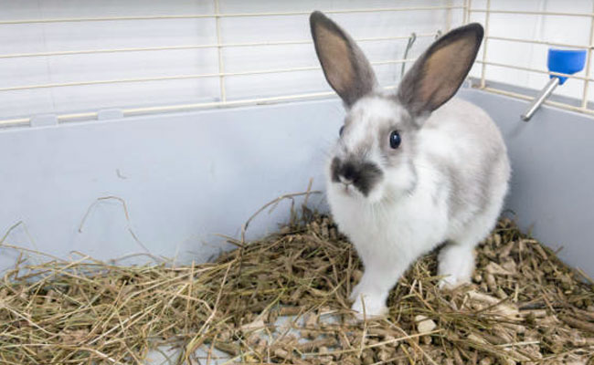Lettiere per conigli e prodotti per l'igiene