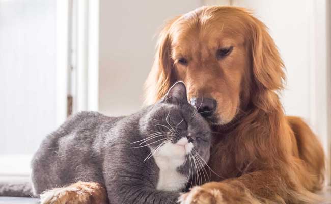 Opti Life per cani e gatti