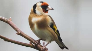 Cardellino