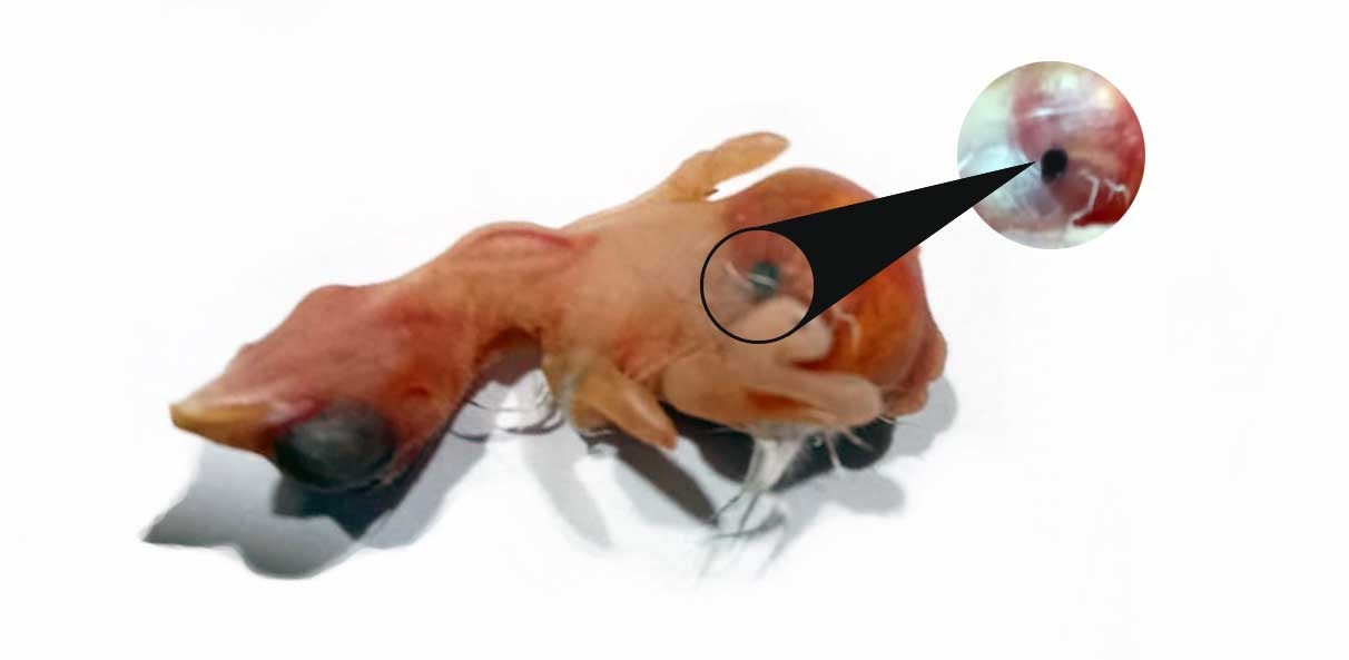 Malattia del “Puntino nero”: cos’è e come si previene