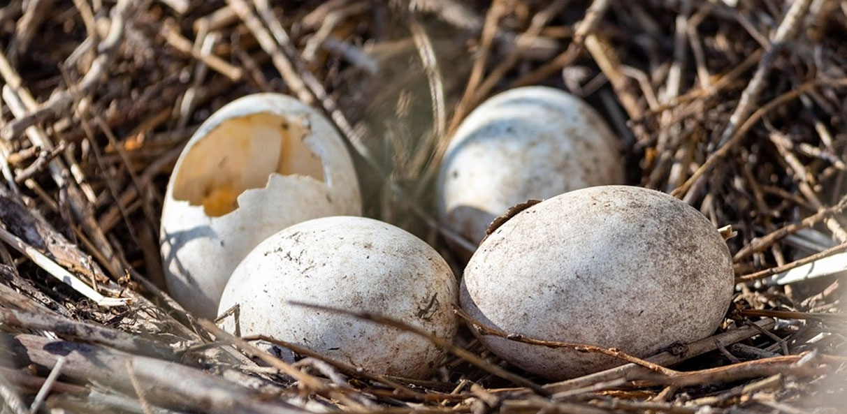 Uova senza guscio o dal guscio fragile? Cause e rimedi