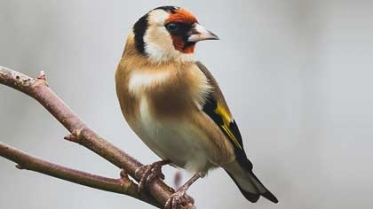 Cardellino